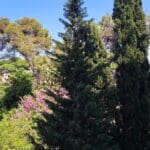 בבית נעמי זידמן – פריחה, עצים ונוף אורבני (צילום: רחלי אורבך)