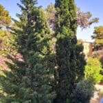 בבית נעמי זידמן –  עצים ומאחוריהם נוף אורבני (צילום: רחלי אורבך)