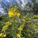 עץ שיטה פורח – פריחה של אביב (צילום: ירון כרמי)