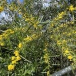 עץ שיטה פורח – פריחה של אביב (צילום: ירון כרמי)