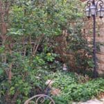 רותי סגל – הגן: מקום מפלט שקט וטבעי (צילום: רחלי אורבך)
