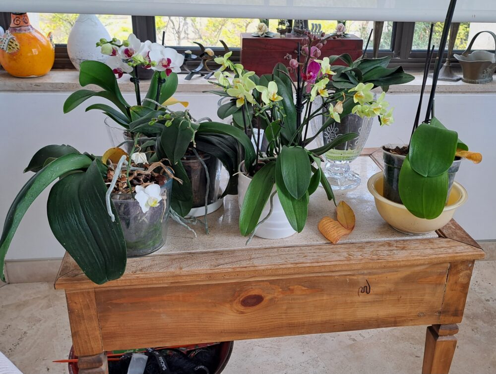 Рути Сигал – в своем доме: уголок орхидей (фото: Рахели Орбах)