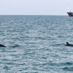 להקת לווייתנים מסוג עבשן קטלני בחיפה (צילום: שני אלפסי)
