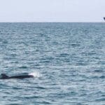 להקת לווייתנים מסוג עבשן קטלני בחיפה (צילום: שני אלפסי)