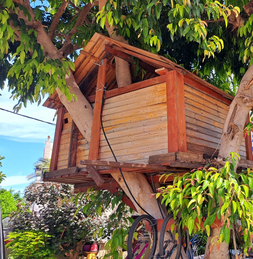 יוסי ברגר - הענף המשתלב עם הבית שעל העץ (צילום: רחלי אורבך)