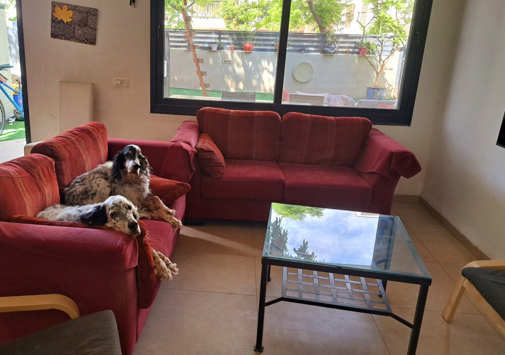 בבית יוסי ברגר - זוג הכלבים "בעלי סלון הבית" (צילום: רחלי אורבך)