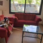 בבית יוסי ברגר – זוג הכלבים "בעלי סלון הבית" (צילום: רחלי אורבך)