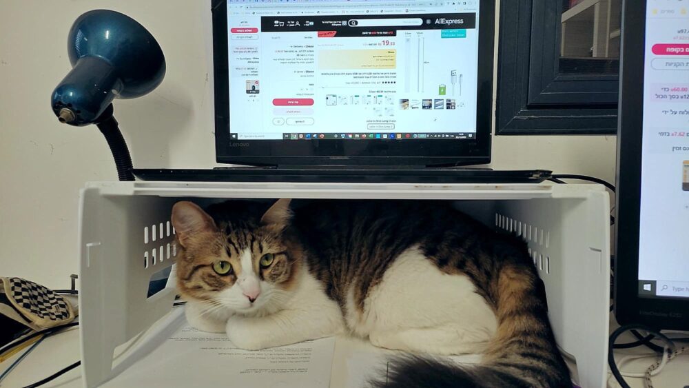 בבית יוסי ברגר - החתולה ליצ'י במקומה המועדף אשר מתחת למסך המחשב (צילום: רחלי אורבך)