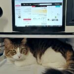 בבית יוסי ברגר – החתולה ליצ'י במקומה המועדף אשר מתחת למסך המחשב (צילום: רחלי אורבך)