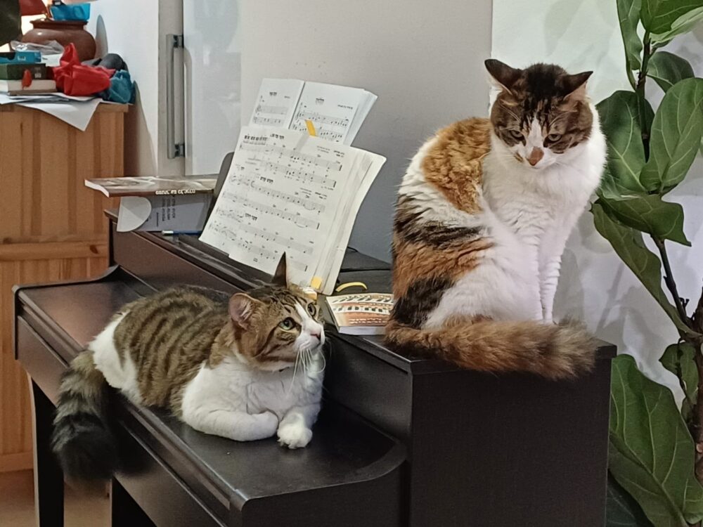 בבית יוסי ברגר - חתולי הבית מתרווחים על הפסנתר (צילום: רחלי אורבך)