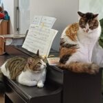 בבית יוסי ברגר – חתולי הבית מתרווחים על הפסנתר (צילום: רחלי אורבך)