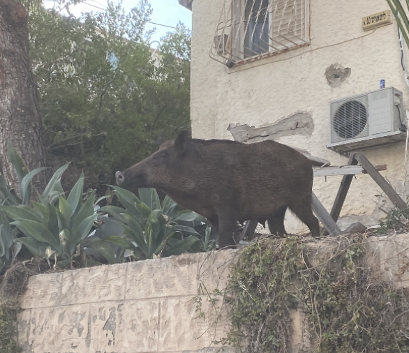 חזיר בר בחיפה - מרכז הכרמל (צילום: חנה מורג)