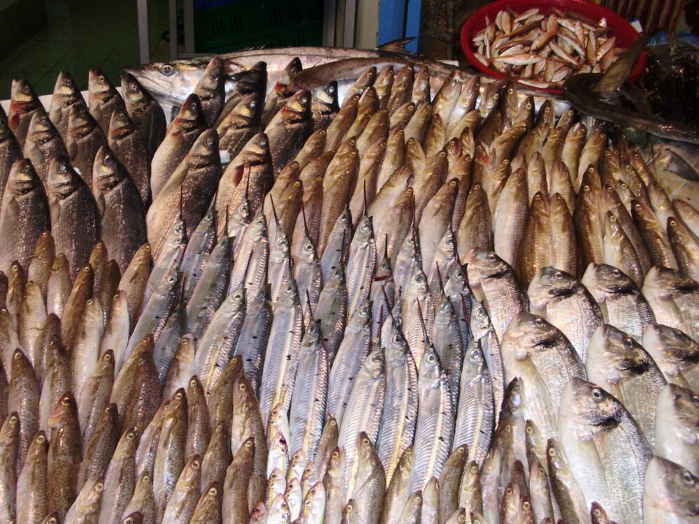דגים בשוק של עכו (צילום: מוטי מנדלסון)