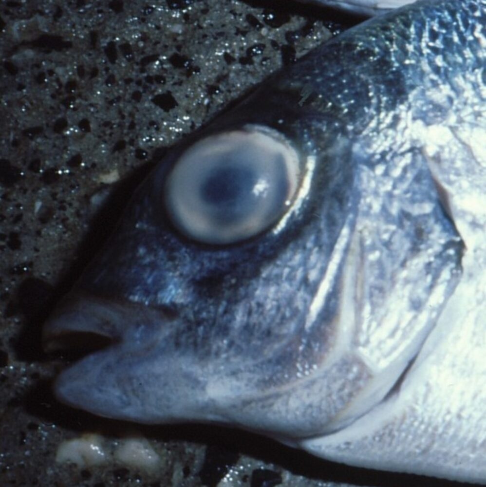 עין עכורה מעידה על דג שאינו טרי (צילום: מוטי מנדלסון)