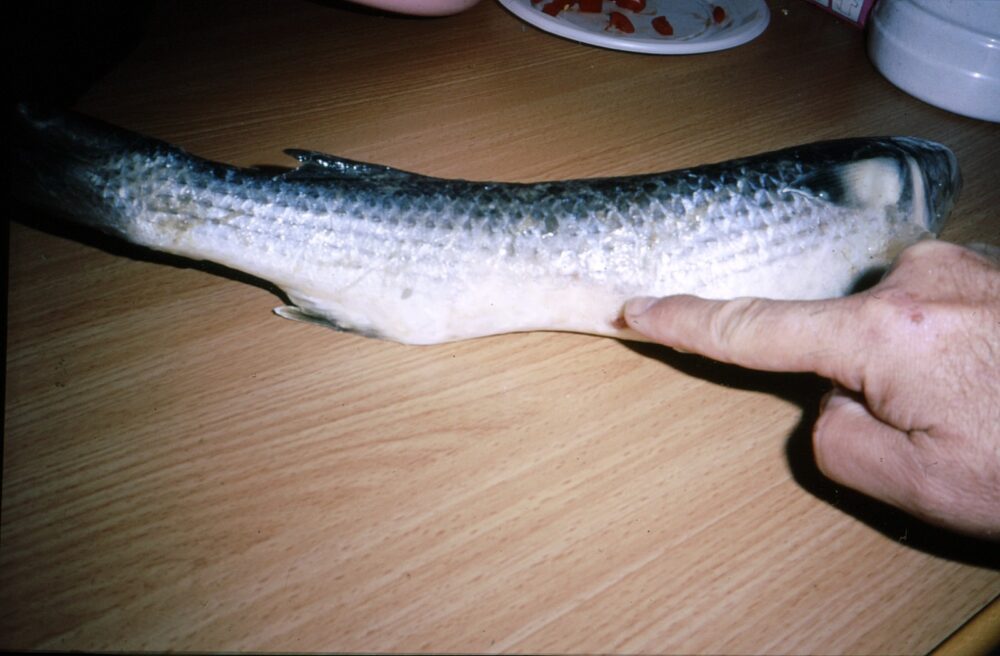 דג בורי מעוות, ככל הנראה בגלל טפילים (צילום: מוטי מנדלסון)