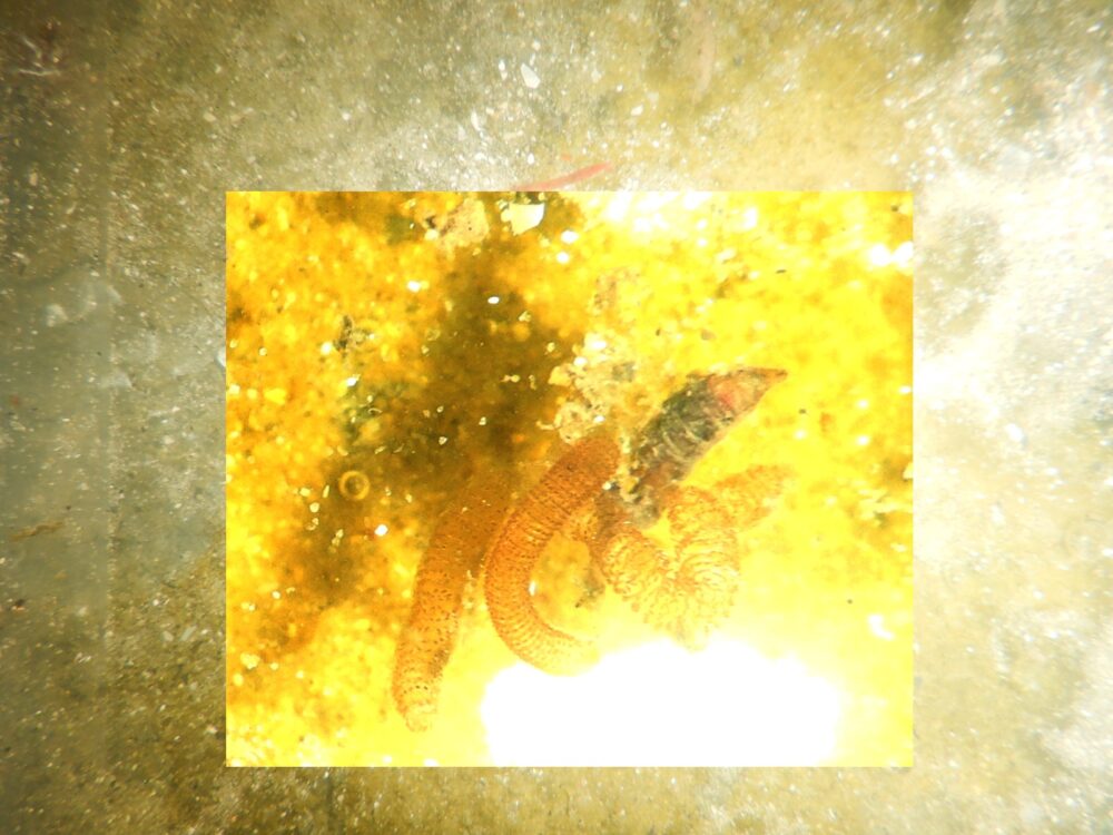 טפילים בבטן דג נגוע - צילום מאקרו מתוך הדג (צילום: מוטי מנדלסון)