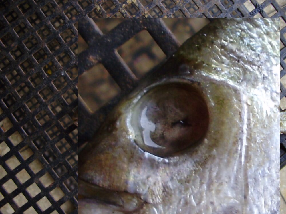 דג שעינו נעלמה בשל מחלה כלשהי - אסור לאכול אותו (צילום: מוטי מנדלסון)