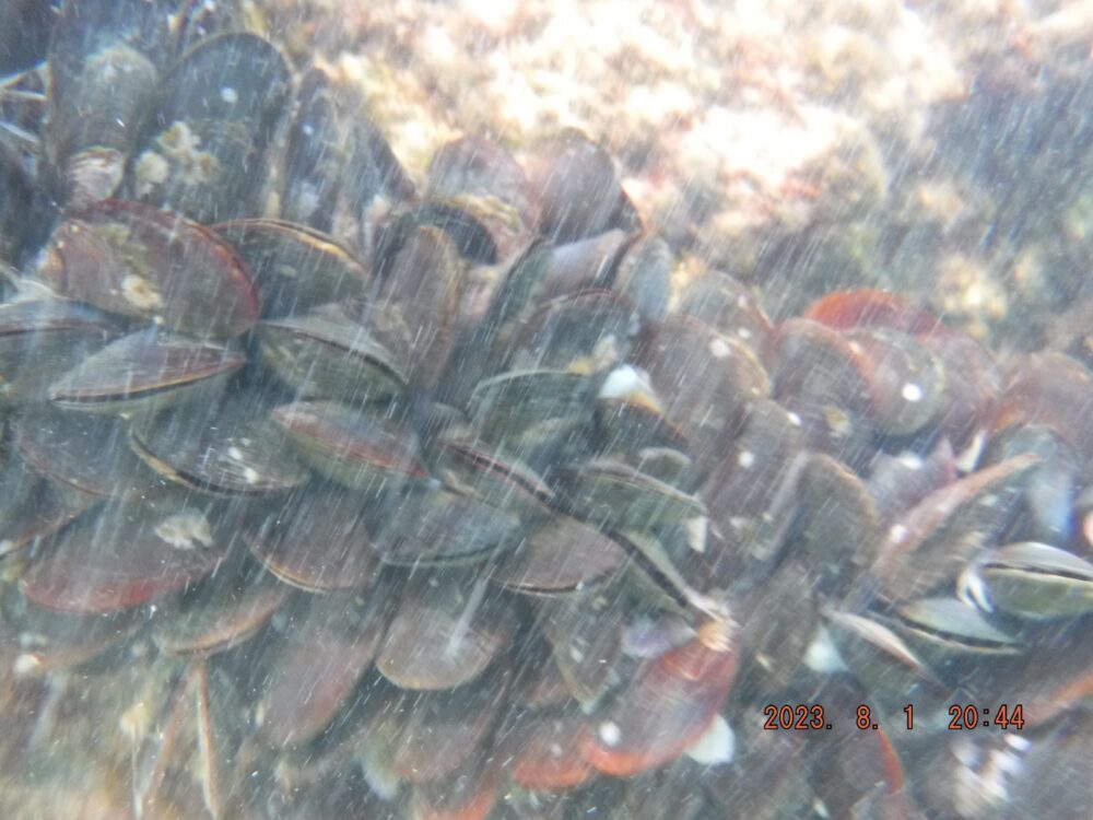 צדפות בזרם- הן ניזונות ממזון הנישא בזרם המים - צדפות פרנה פרנה במפרץ חיפה (צילום: מוטי מנדלסון)