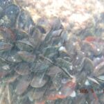 צדפות בזרם- הן ניזונות ממזון הנישא בזרם המים – צדפות פרנה פרנה במפרץ חיפה (צילום: מוטי מנדלסון)