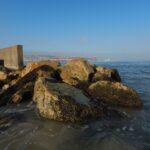 משטחי צדפות פרנה פרנה על מקבץ סלעים במפרץ חיפה (צילום: מוטי מנדלסון)