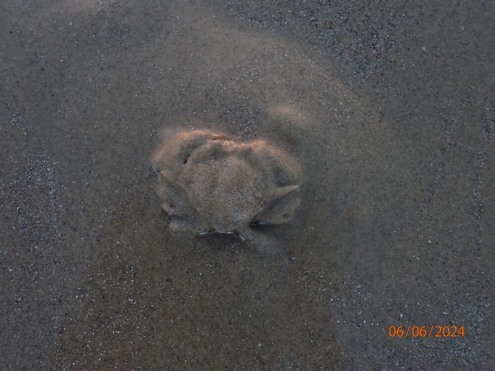 סרטן מתוטא מתרגל לבית הגידול החדש שלו בחול הבוצי  - הזנת חול בחוף קריית חיים (צילום: מוטי מנדלסון)