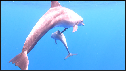 הדולפינים פנחס והוקס (צילום: דנה ריינינגר, דלפיס)