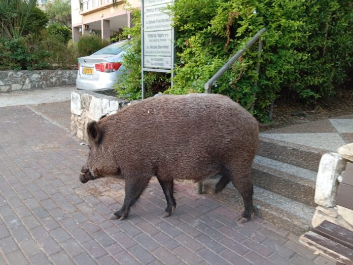 חזיר ענק - רחוב הגליל 54 נווה שאנן (צילום: חגית אברהם)