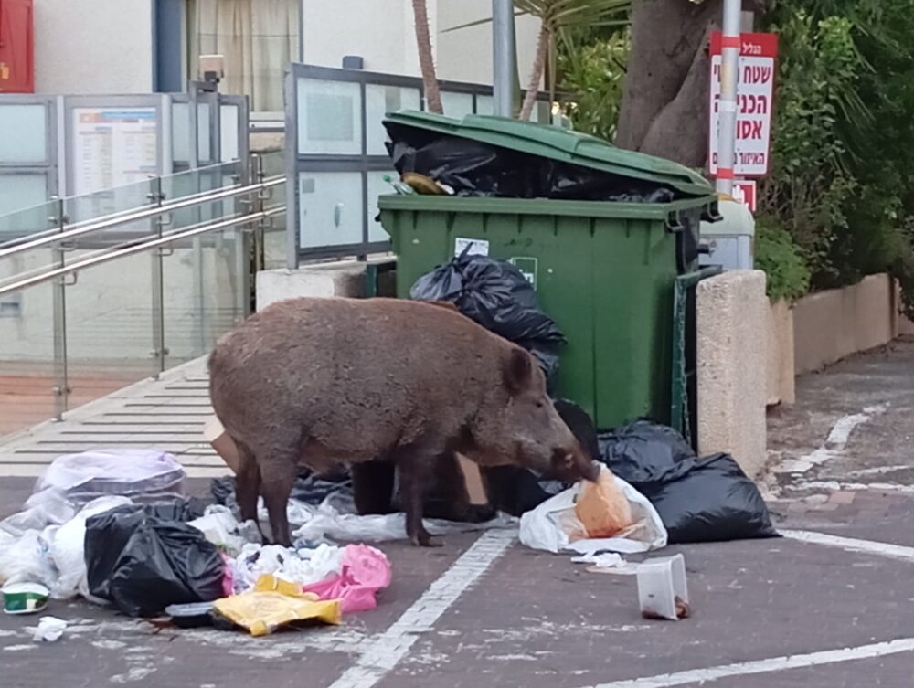 חזיר ענק אוכל אשפה מהפח - רחוב הגליל 54 נווה שאנן (צילום: חגית אברהם)