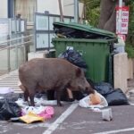 חזיר ענק אוכל אשפה מהפח – רחוב הגליל 54 נווה שאנן (צילום: חגית אברהם)