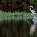 haipo.news-flamingo15.6.24