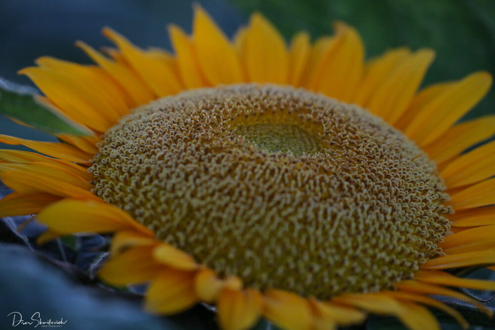 חמנייה פרח השמש - עמק יזרעאל (צילום: דרור שמילוביץ)