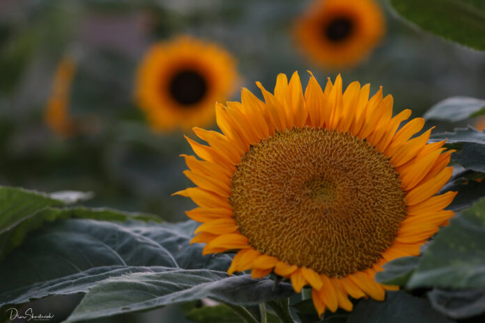 חמנייה פרח השמש - עמק יזרעאל (צילום: דרור שמילוביץ)
