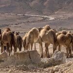 גמלים (צילום: נגה כרמי)