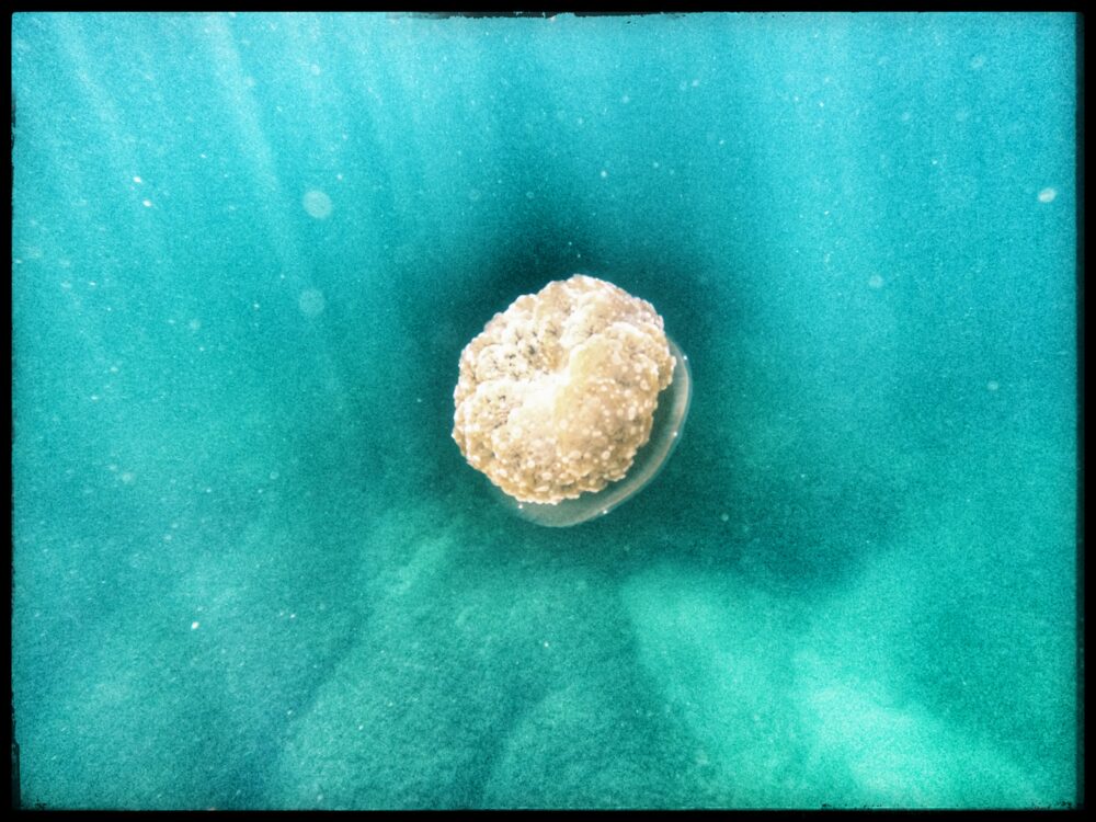 מדוזה זר פרחים ים-סופי (צילום: טל רז)