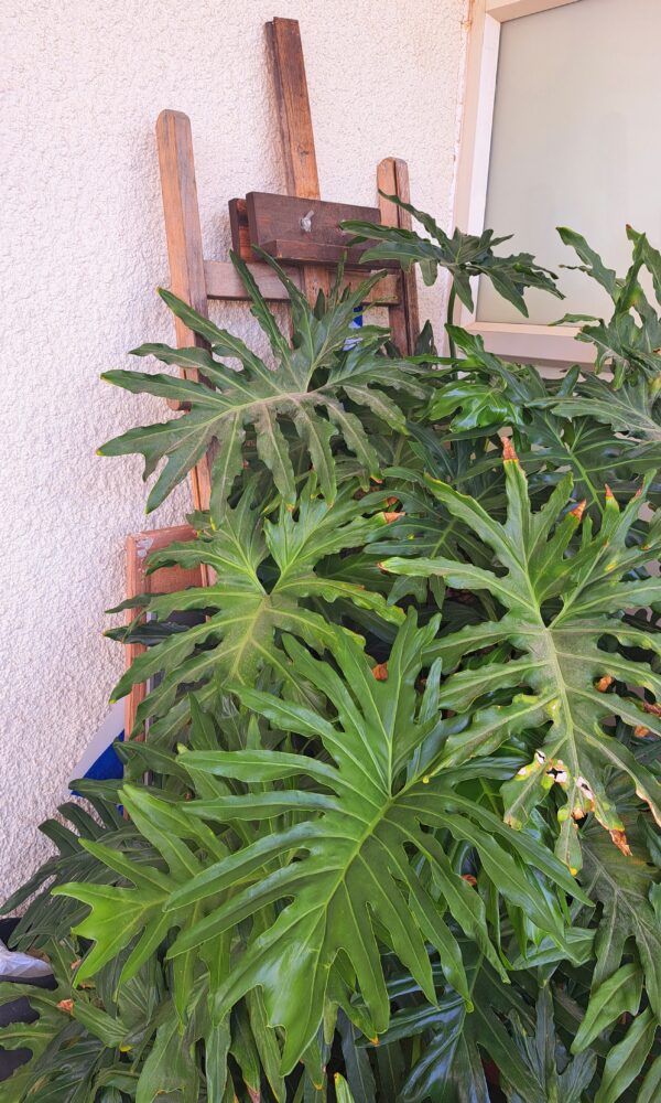 אלי לינסקיל שור - במרפסת, צמחיה וכן ציור (צילום: רחלי אורבך)