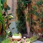 בבית דב פוקס – הגינה אשר בחצר האחורית (צילום: רחלי אורבך)