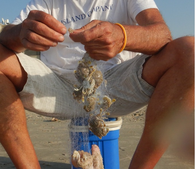 דייג מכין פיתיונות מהמטותא לדגי הדניס (צילום: מוטי מנדלסון)