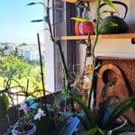 בבית גבי זהר – צמחים, קישוטים וחלון המטבח (צילום: רחלי אורבך)