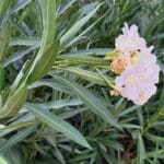 Oleander 030824 (1)