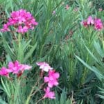 Oleander 030824 (10)