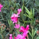 Oleander 030824 (11)