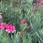 Oleander 030824 (12)