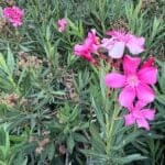 Oleander 030824 (13)