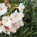 Oleander 030824 (2)