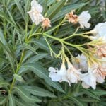 Oleander 030824 (4)
