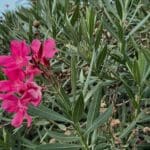 Oleander 030824 (7)