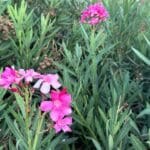 Oleander 030824 (9)
