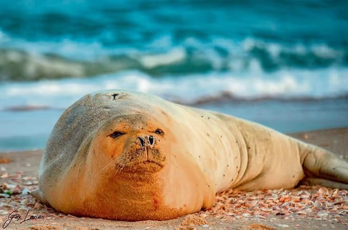 כלב ים נזירי - ארכיון (צילום: גיא לויאן רשות הטבע והגנים)