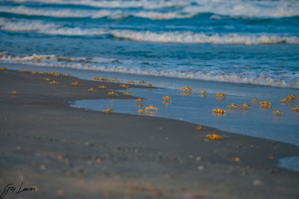 חולון החוף (צילום: גיא לויאן רשות הטבע והגנים)