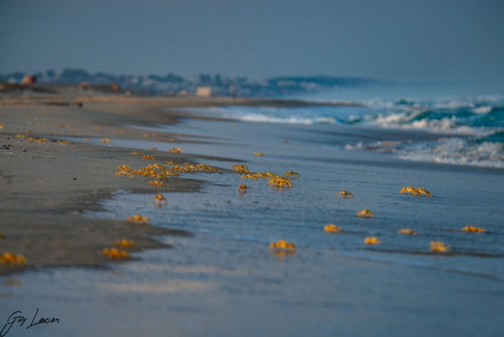 חולון החוף (צילום: גיא לויאן רשות הטבע והגנים)